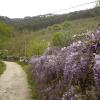 Le bellissime fioriture nella campagna di Vicopisano