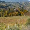 le colline della vernaccia